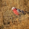 Kakadu ruzovy - Eolophus roseicapilla - Galah 6662